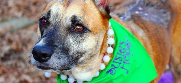 La storia di Susie: dall'abbandono al titolo di Cane Americano dell'anno