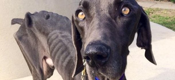 Il cane Alex e la forza della vita: per sopravvivere ha mangiato i sassi