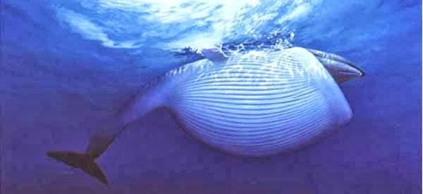 Balenottera azzurra