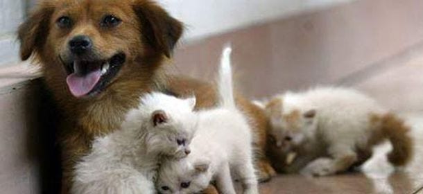 Le manovre salvavita per soccorrere gatti e cani