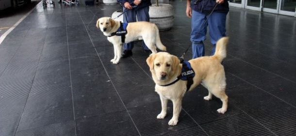 Adottare un cane poliziotto in pensione: ecco come fare