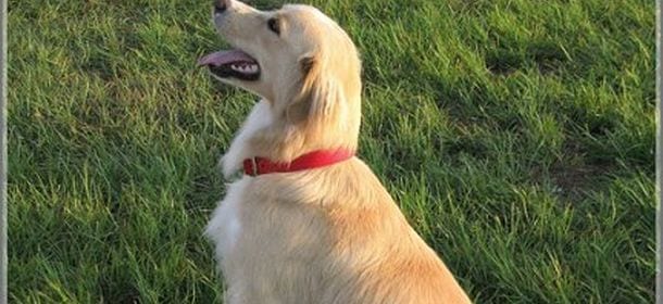 Come addestrare il cane a stare seduto