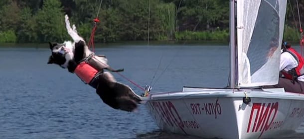 Il Border collie velista provetto [VIDEO]
