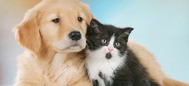 Il cane eroe che ha salvato sei gatti