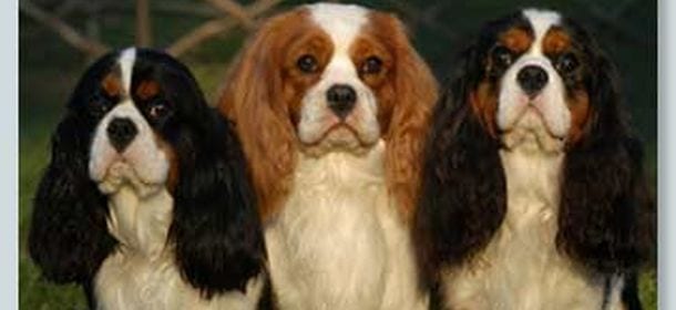 Cavalier King: il cane della nobiltà, ritratto anche da Tiziano