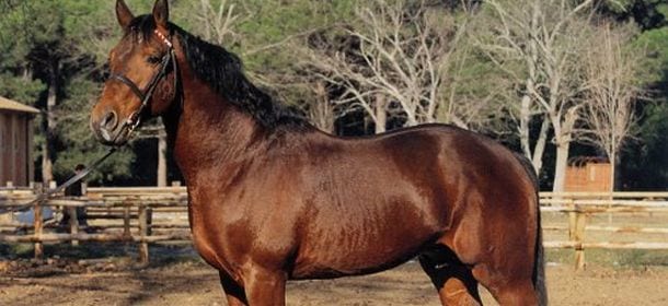 Cavallo maremmano