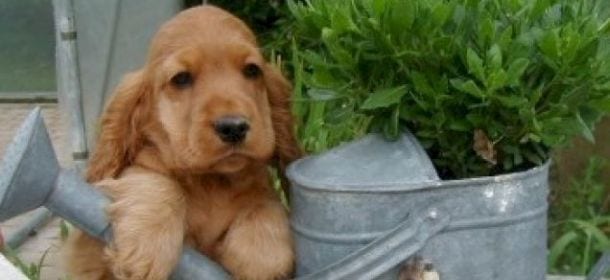 Cocker spaniel, un compagno d'avventura dolce ed esuberante