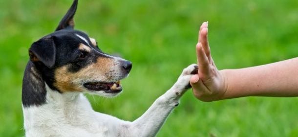 I cani e i loro gesti: ecco perchè danno la zampa