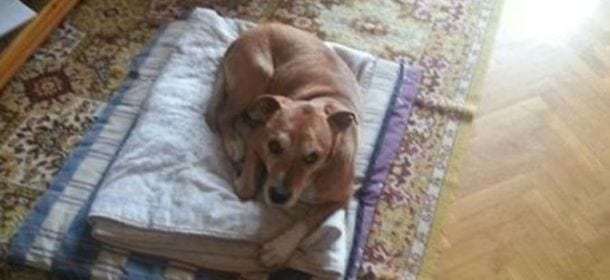 Excalibur: nessun lieto fine per il cane dell'infermiera spagnola