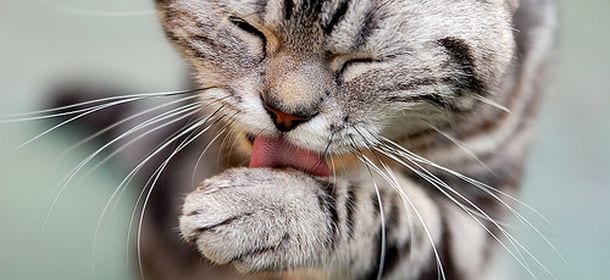Perchè i gatti si leccano il pelo?