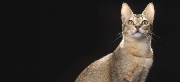 il gatto di ceylon, dolce felino che viene da lontano