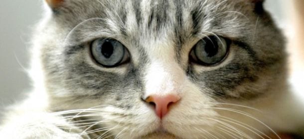 Il mondo vista dai gatti