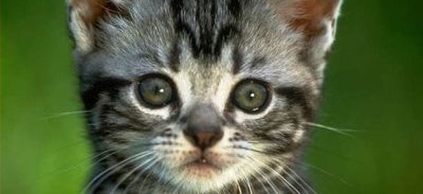 Gatti: ecco le razze più indicate per chi ha dei bambini