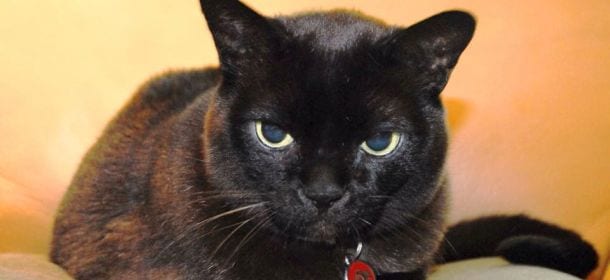 gatto-burmese-caratteristiche