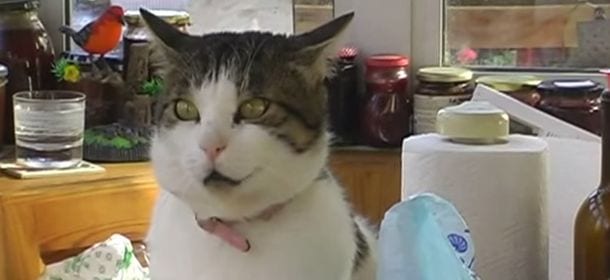 Il gatto che sussurrava all'uccello [VIDEO]