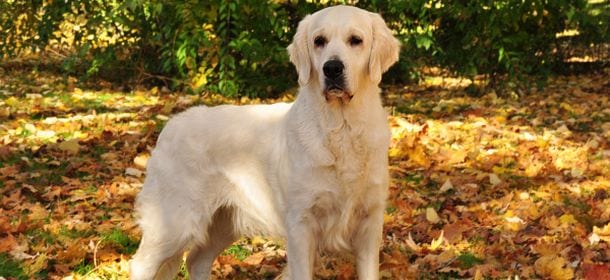 Teddy, il cane eroe