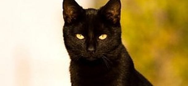 Halloween: migliaia di gatti neri uccisi durante la notte delle streghe