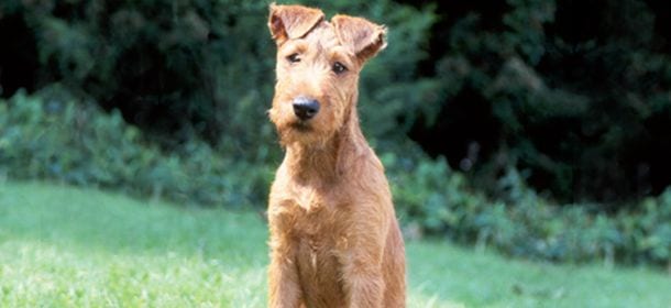 Irish Terrier, il cane dal pelo rosso