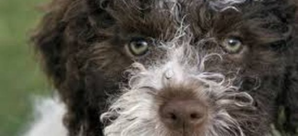 lagotto romagno, il perfetto cne da tartufo
