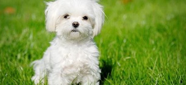 Il maltese, elegante cane da compagnia di Giuseppe Verdi