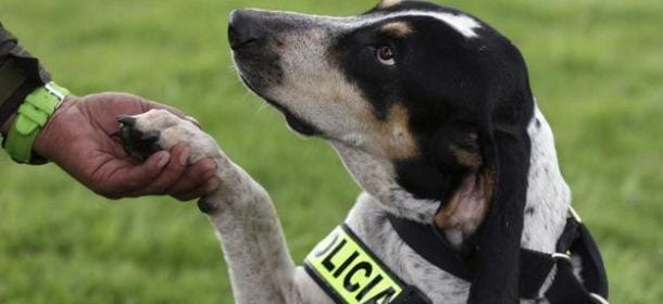 Pecas, il cane di una gang colombiana che diventa un poliziotto