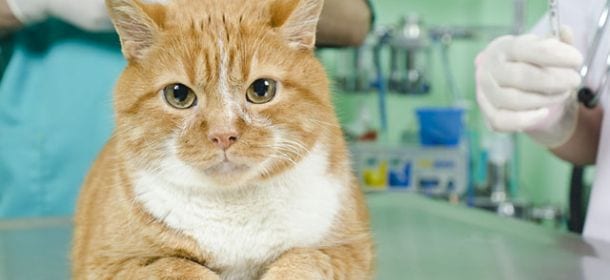 La vaccinazione del gatto