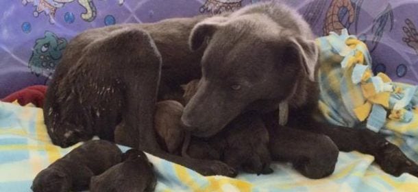 Labrador scappa dall'aereoporto per partorire nove cuccioli