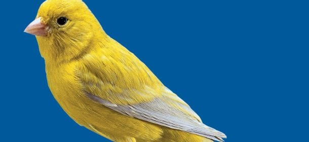 Perché il canarino smette di cantare?