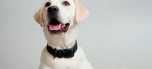 Il cane e gli alimenti da evitare: quali sono?