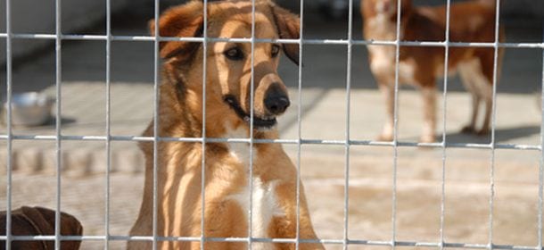Parco canile di Milano allagato, animali salvi: ma c'è bisogno di aiuto