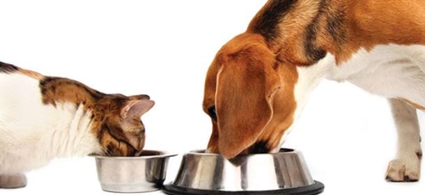 Il cibo per animali contiene sostanze illegali? Tutti i falsi miti