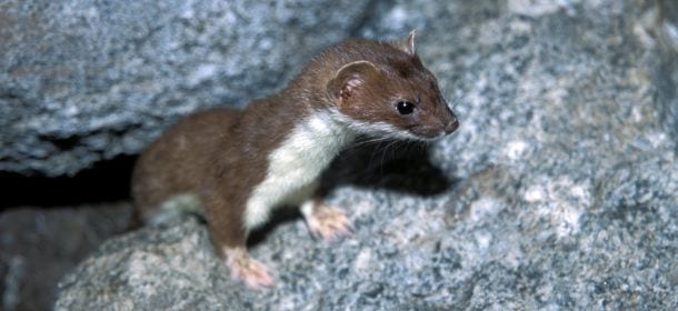 Furetto domestico: di quali cure ha bisogno?