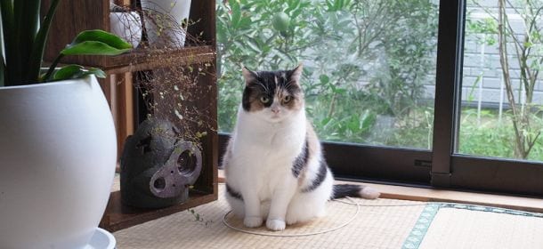 Perché i gatti entrano nei cerchi? Il fenomeno che spopola sul web