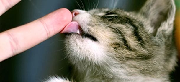 Perché i gatti leccano le mani?