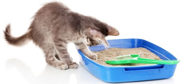 Perché il gatto non usa la lettiera?