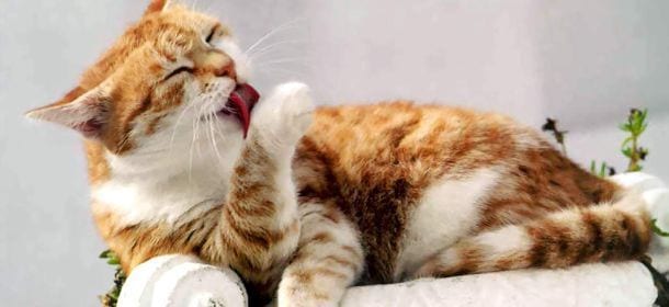 Sterilizzazione e castrazione, sì o no? Dubbi e risposte per i padroni dei mici