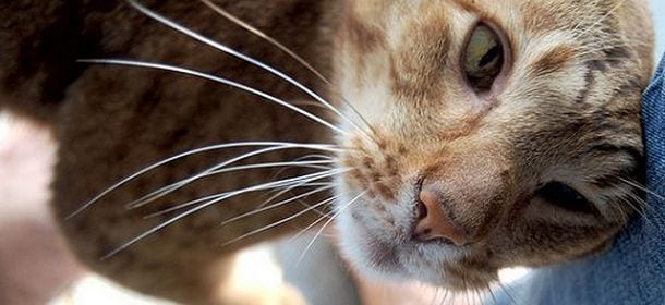Perché i gatti si strusciano sul padrone?