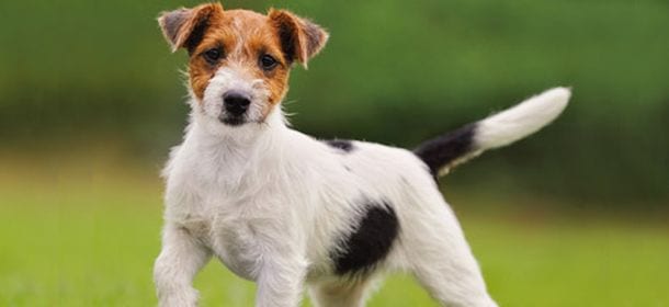Il jack russell terrier, piccolo amico di tutta la famiglia