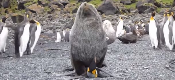 I leoni marini violentano i pinguini: allarme degli scienziati