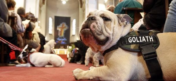 Anche gli animali vanno in Paradiso: a messa cani, gatti e uccelli