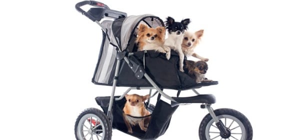 Passeggini per cani, la moda si diffonde e scoppia la polemica