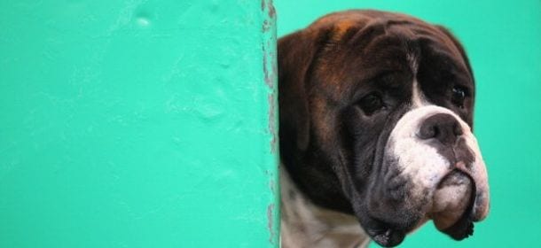 Il Boxer: grande giocherellone, il miglior babysitter del mondo