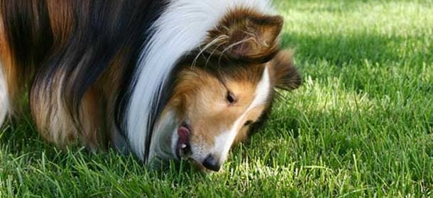 Perché i cani mangiano l'erba?