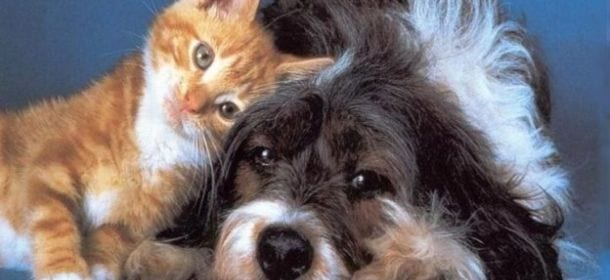 animali e pulizia casa: consigli rimedi