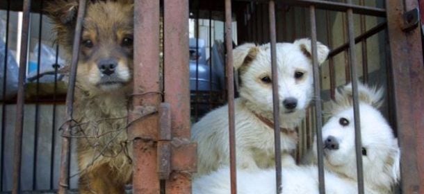 Cina: cani uccisi, scuoiati e sgozzati. La loro pelle usata per produrre accessori
