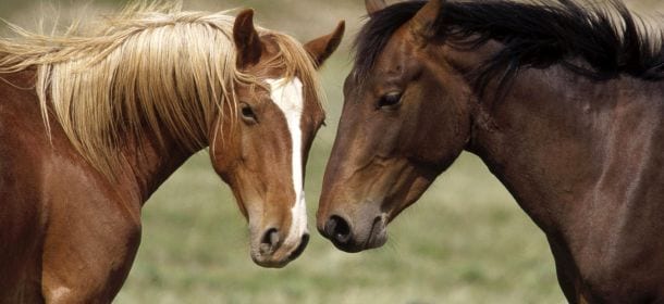 Perché i cavalli dormono in piedi?
