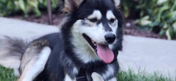 Derby il cane, grazie alle protesi in 3d ora può correre felice [VIDEO]