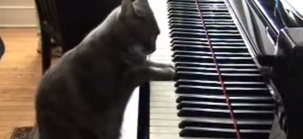 Il gatto che suona il pianoforte [VIDEO]
