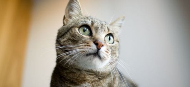 Gatto, spruzzargli acqua sul muso serve davvero ad educarlo?