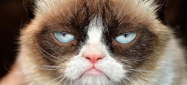 Grumpy Cat, il gatto con un patrimonio